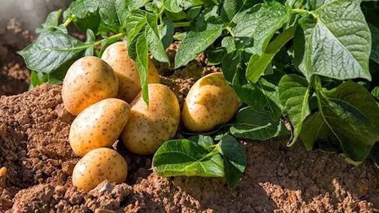 الزراعة توجه بطرح البطاطس المخزنة في الأسواق قبل أكتوبر -صدى الخبر