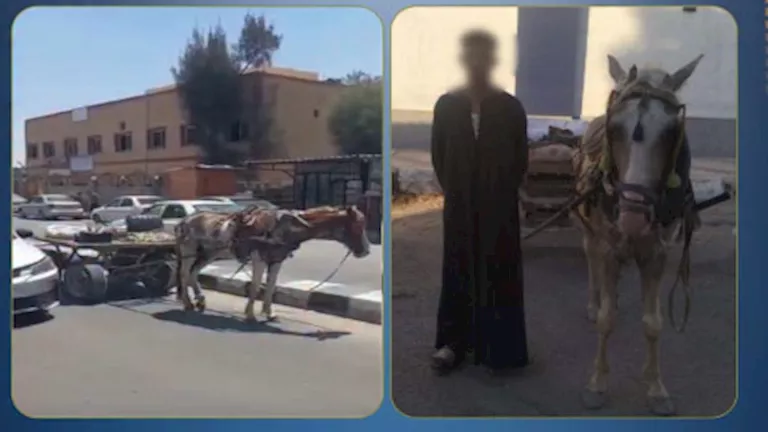فيديو يقود لضبط صاحب عربة “كارو” عطل الحركة المرورية -صدى الخبر