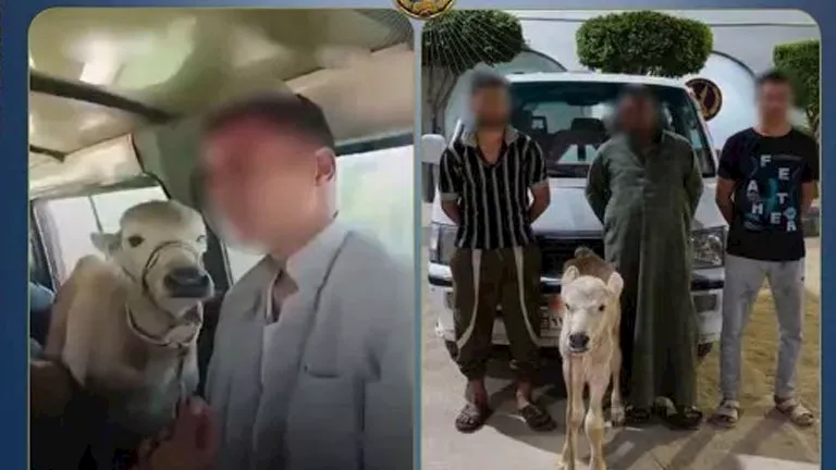 نقل بقرة داخل سيارة أجرة.. ما العقوبات المنتظرة لقائد السيارة؟ -صدى الخبر