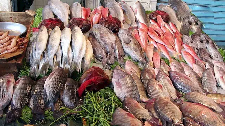 أسعار الأسماك والمأكولات البحرية في سوق العبور 30-7-2026.. انخفاض الب -صدى الخبر