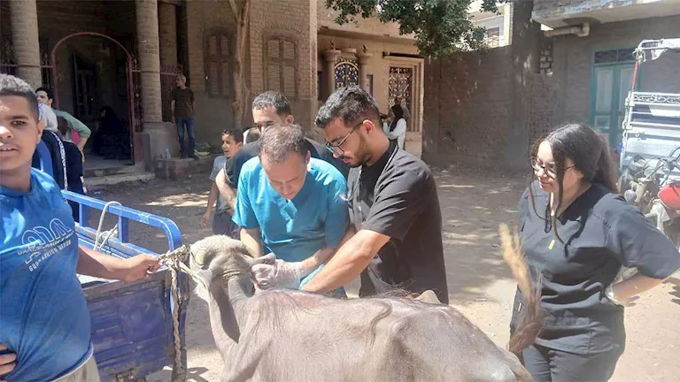 قافلة بيطرية تعالج أكثر من 2800 حالة ماشية ودواجن بمركز الغنايم -صدى الخبر