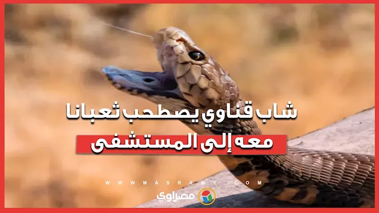 لدغه فأحضره في كيس.. شاب قناوي يصطحب ثعبانا معه إلى المستشفى -صدى الخبر