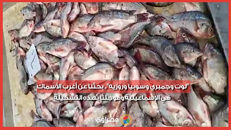 "لوت وجمبري وسوبيا وروزيه".. بحثنا عن أغرب الأسماك في الإسماعيلية وفوجئنا بهذه التشكيلة -صدى الخبر