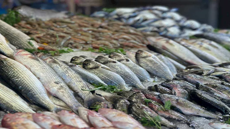أسعار الأسماك والمأكولات البحرية في سوق العبور اليوم 1-8-2026 -صدى الخبر
