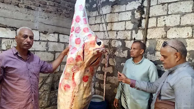ضبط جزار يستخدم أختامًا صناعية على اللحوم في سمالوط بالمنيا -صدى الخبر