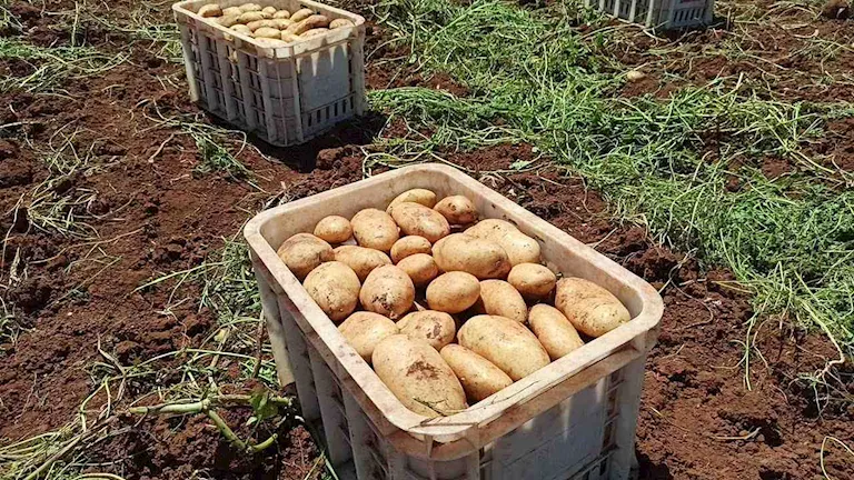 اجتماع موسع بالغربية يناقش التوسع في التقاوي المحلية وخفض الاستيراد -صدى الخبر