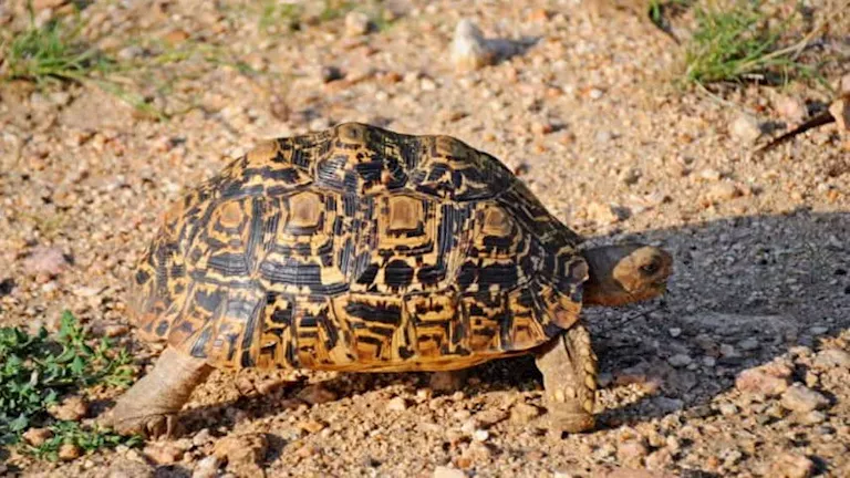 أصغر 8 زواحف في العالم.. منها سحلية بروكيسيا -صدى الخبر