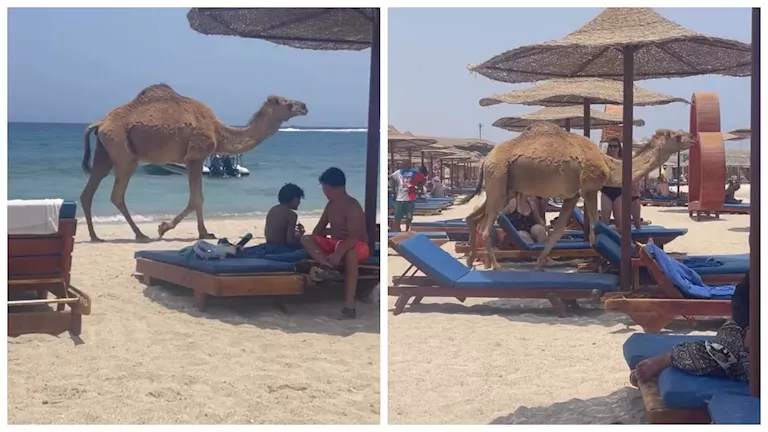 وسط دهشة السائحين.. جمل يفاجئ السائحين على شاطئ بمرسى علم (فيديو وصور) -صدى الخبر