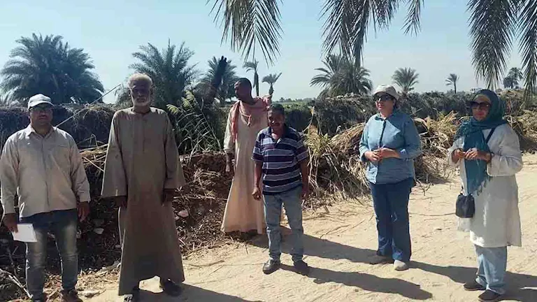 الفئران تهدد المحاصيل في الأقصر والزراعة تطلق حملة للمكافحة الفئران تهدد المحاصيل في الأقصر والزراعة تطلق حملة للمكافحة
