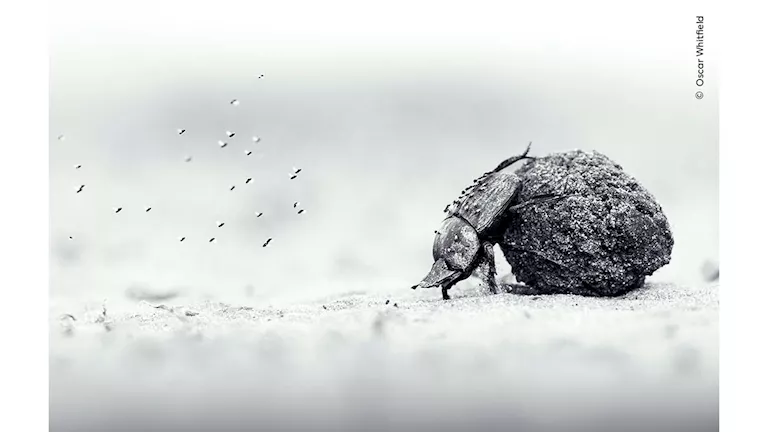 خنفساء وفيل حزين يخطفان الأنظار في جوائز تصوير الحياة البرية -صدى الخبر خنفساء وفيل حزين يخطفان الأنظار في جوائز تصوير الحياة البرية -صدى الخبر