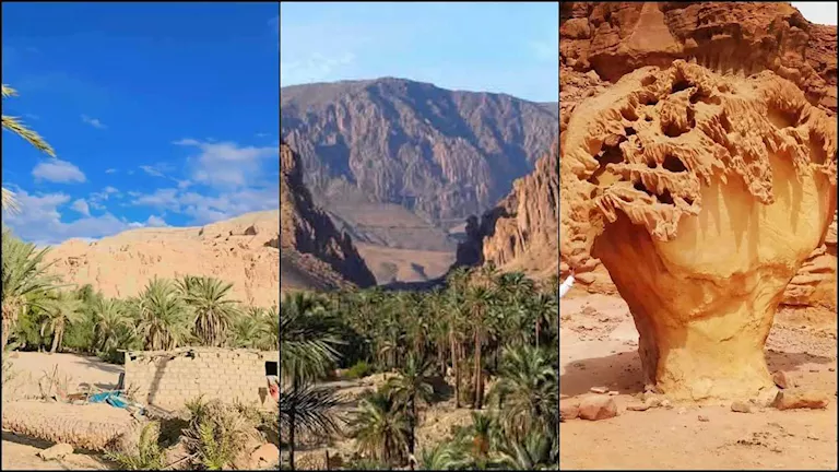 واحة “عين خضرة” تكشف أسرار الطبيعة والحياة البرية في صحراء سيناء – صور -صدى الخبر واحة "عين خضرة" تكشف أسرار الطبيعة والحياة البرية في صحراء سيناء - صور -صدى الخبر