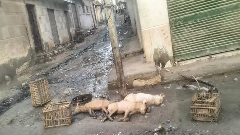 تسرب مياه الأمطار لعمود إنارة يتسبب في نفوق كلاب بالإسكندرية تسرب مياه الأمطار لعمود إنارة يتسبب في نفوق كلاب بالإسكندرية