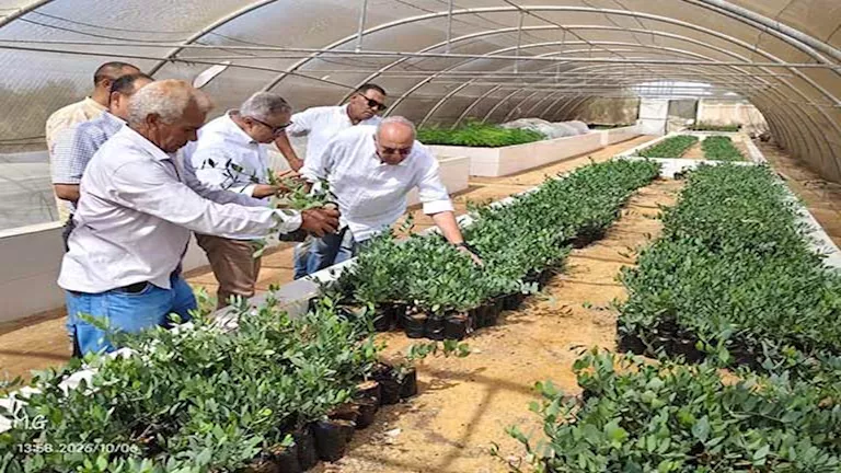 نجاح زراعة عباد الشمس باستخدام مياه الآبار المالحة بسيناء -صدى الخبر نجاح زراعة عباد الشمس باستخدام مياه الآبار المالحة بسيناء -صدى الخبر